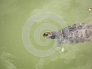 Big Bend slider turtle close up