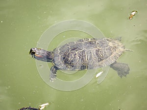 Big Bend slider turtle close up