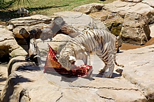 Big bengal tiger eats his prey