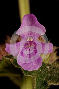 Big Betony (Betonica macrantha). Flower Closeup photo