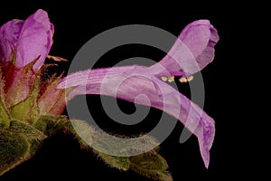 Big Betony (Betonica macrantha). Flower Closeup photo