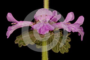 Big Betony (Betonica macrantha). Verticillaster Closeup photo