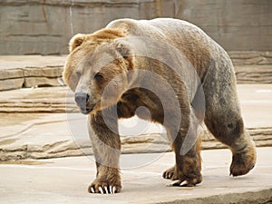 Big Big Brown Bear