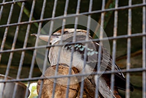 Big  big-nosed bird sits in a cage in Gan Guru kangaroo park in Kibutz Nir David in the north of Israel