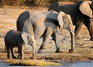 Big, Bigger, Biggest (Elephants)