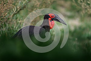 Big bill bird from Africa. Southern ground-hornbill, Bucorvus leadbeateri, largest hornbill in the world. Black bird with red face