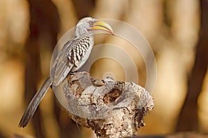 Big bill bird from Africa. Southern Yellow-billed Hornbill, Tockus leucomelas, portrait of grey and black bird with big yellow bil