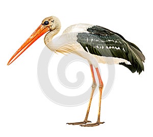 Big-Billed Stork, ai generated photo