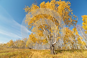 Big birch on a clear Sunny day in autumn. Krasnoyarsk region, Russia.