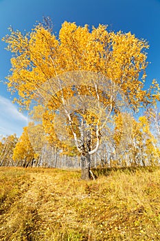 Big birch on a clear Sunny day in autumn. Krasnoyarsk region, Russia.