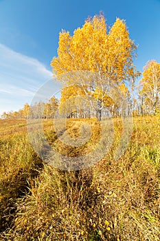 Big birch on a clear Sunny day in autumn. Krasnoyarsk region, Russia.