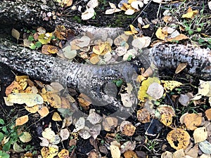 The big birch root, green grass, the moss and yellow dead leaves in the forest in the autumn