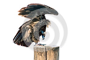 Big bird Black vulture perched on an old tree stump Cinereous vulture closeup, isolated on a white background.