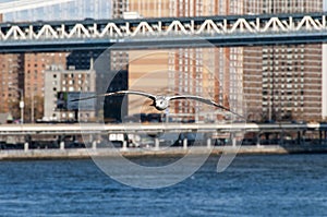 Big bird flying wowards camera over New York bay