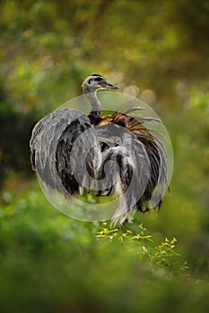 Big bird Greater Rhea, Rhea americana, with fluffy feathers, Pantanal, Brazil