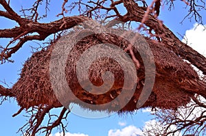 Big bird Nest in Tree in Namibia Africa