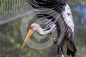 The big bird Nesyt afrika - Mycteria ibis from the Storks family has outstretched wings