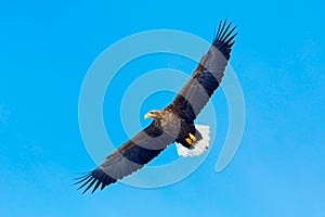 Big bird of prey on the sky. White-tailed eagle, Haliaeetus albicilla, big bird of prey on thy dark blue sky, with white tail,