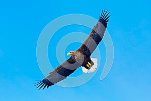 Big bird of prey on the sky. White-tailed eagle, Haliaeetus albicilla, big bird of prey on thy dark blue sky, with white tail, photo