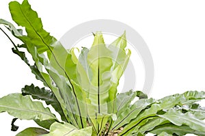 Big bird`s nest fern on white background