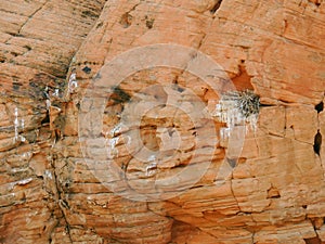 Bird`s nest made in a defect in sandstone and filled with twigs and branches around the Red Cliffs National Conservation Area on t photo