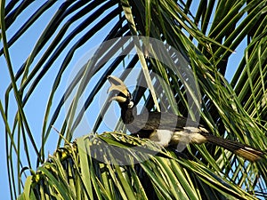 A big bird sitting on a palm tree