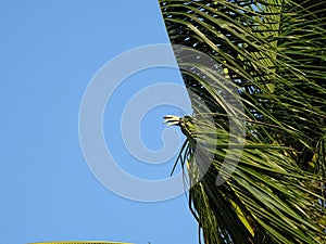 A big bird sitting on a palm tree