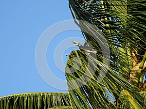 A big bird sitting on a palm tree