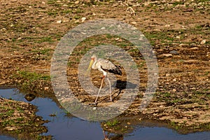 Big bird spotted in the Amboseli National Park