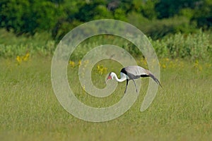 Big bird wattled crane, Grus carunculata, with red head, wildlife from Okavango delata, Moremi, Botswana. Bird in the nature habit