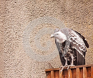 A big bird with white head