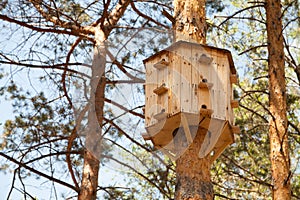 Big birdhouse with many windows on a tree