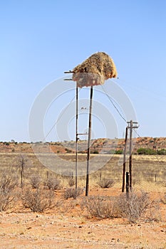 Big birds nest in electricity pole