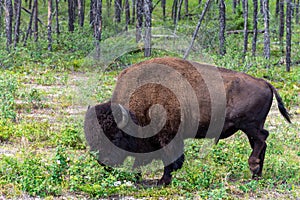 Big bison eating