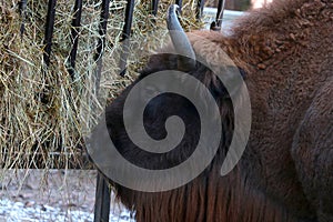 A big bison eats hay in the winter forest.