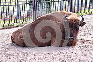 big bison lies in a den in the zoo
