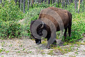 Big bison walking