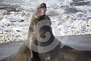 Big bite taken in elephant seal battle