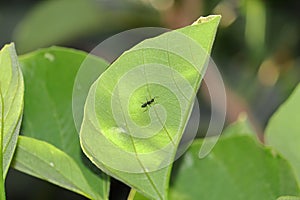 A big black ant climbed on a green leaf