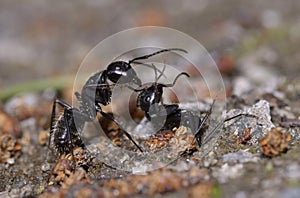 Big black ant helping another one