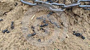 Big black ants on the ground
