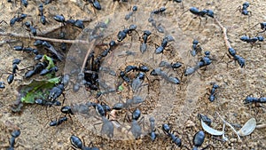 Big black ants on the ground