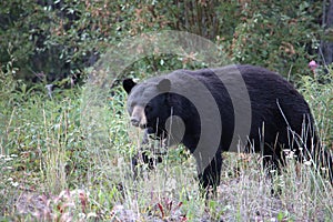 Big Black Bear Strolling