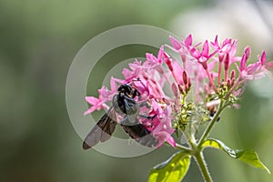 A big black bee collecting pollen at pink flower. Beautiful closeup shot of a pollenating black bee