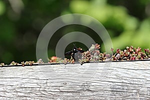 Big black bee (Xylocopa violacea photo