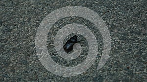 Big black beetle crawling on the asphalt