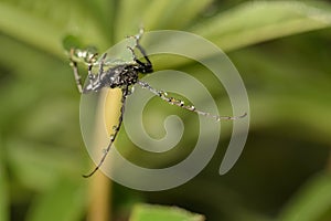 Big black beetle in garden macro photography.