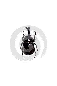 Big black beetle, isolate on a white background, megasoma acteon