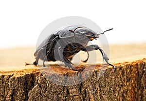 Big black beetle on a stump