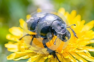 Big black beetle on a yellow flower